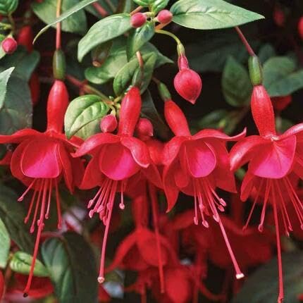 red fuchsia flower seeds