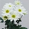 Xeranthemum Flower Seeds White – Heirloom Non-GMO High Germination Organic Garden Seeds