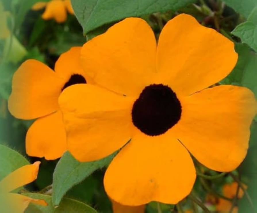 black eyed flower seeds