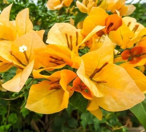 Perennial Bougainvillea Flower Seeds Yellow – Heirloom, Non-GMO, High Germination Organic Garden Seeds for Planting