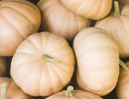 Yellow Pumpkin Seeds – Heirloom, Non-GMO, High Germination Organic Garden Seeds Planting
