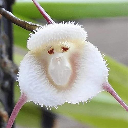 White Orchid Monkey Face Flower Seeds – Heirloom, Non-GMO, High Germination Seeds