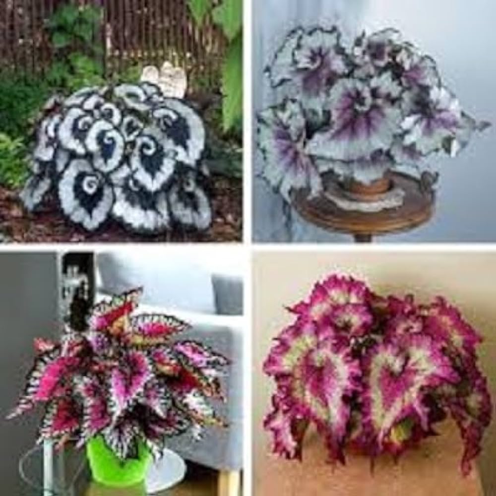 bonsai semi flower seeds
