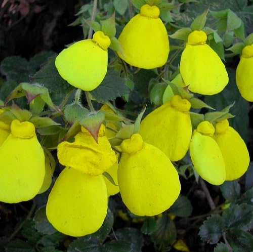 Yellow Giant Calceolaria Flower Seeds Heirloom Non-GMO High Germination Organic Garden Seeds for Planting