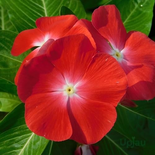 Red Vinca Flower Seeds – Heirloom Non-GMO High Germination Organic Garden Seeds