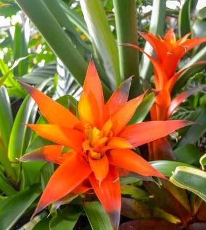 Bromeliad Flower Seeds Orange – Heirloom, Non-GMO, High Germination Organic Garden Seeds for Planting