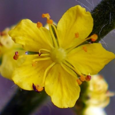 Yellow Agrimony Flower Seeds – Heirloom, Non-GMO, High Germination