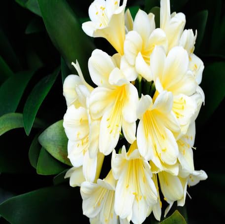 White Clivia Flower Seeds Heirloom Non-GMO High Germination Organic Garden Seeds for Planting