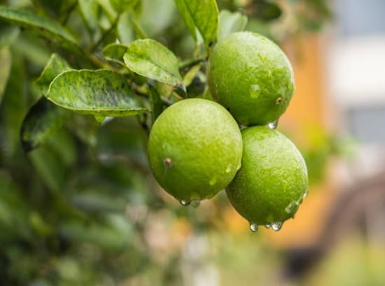 Green Calamansi Seeds – Heirloom, Non-GMO, High Germination Organic Garden Seeds