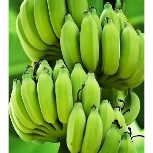 Green Banana Seeds – Heirloom, Non-GMO, High Germination Organic Garden Seeds