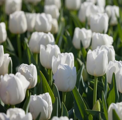 White Tulip Flower Seeds – Heirloom Non-GMO Organic Garden Seeds