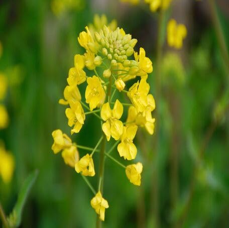 yellow mustard flower seeds