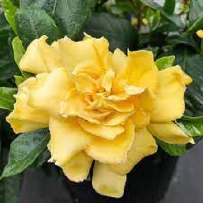 Yellow Gardenia Flower Seeds Heirloom Non-GMO High Germination Organic Garden Seeds for Planting