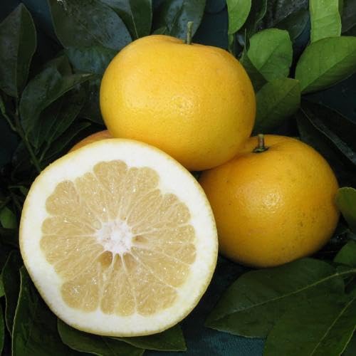 Yellow Grape Seeds – Heirloom, Non-GMO, High Germination Organic Garden Seeds