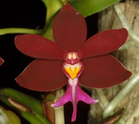 Trichoglottis Flower Seeds – Heirloom, Non-GMO, High Germination Organic Seeds