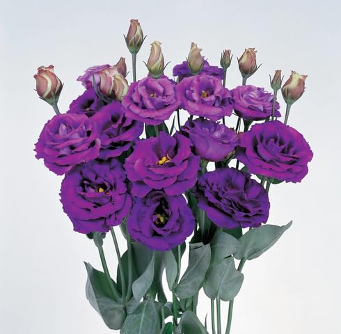 purple lisianthus flower seeds