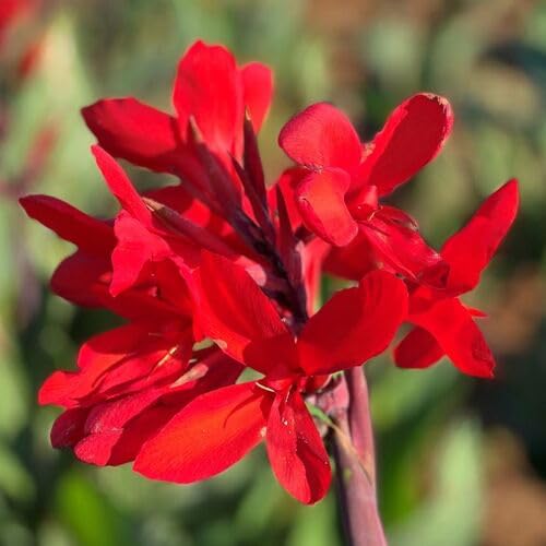 Canna Flower Seeds Red – Heirloom, Non-GMO, High Germination Organic Garden Seeds