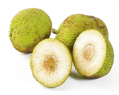 Breadfruit Seeds – Heirloom, Non-GMO, High Germination Organic Garden Seeds