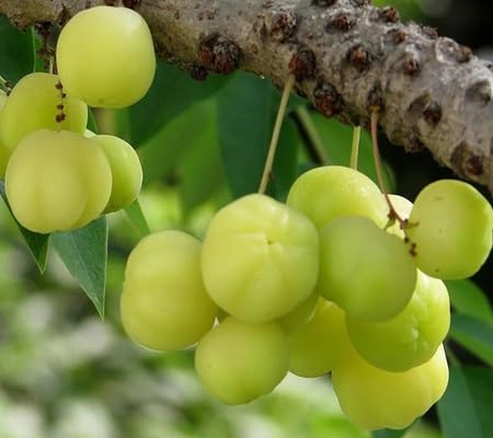 Gooseberry Fruit Seeds – Heirloom, Non-GMO, High Germination Organic Garden Seeds