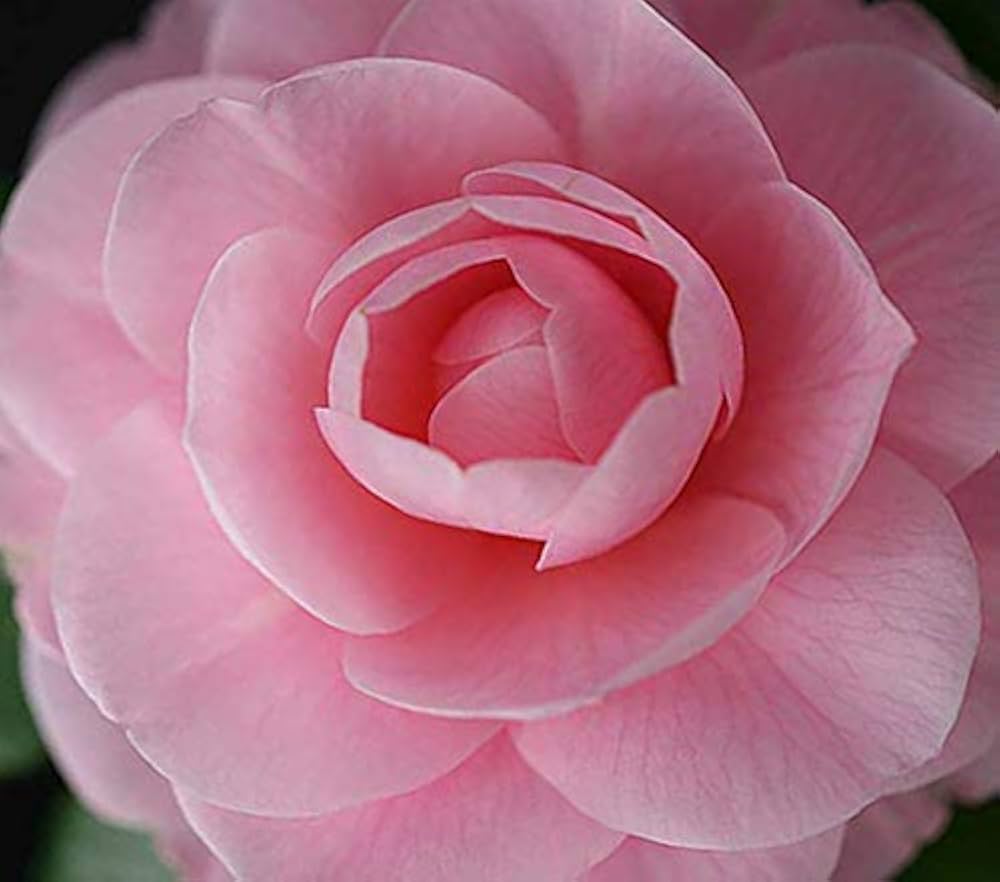 camellia camellia flower seeds