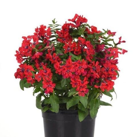 Rote Cuphea Blumensamen zum Pflanzen – Erbstück, gentechnikfrei, hohe Keimrate Bio-Gartensamen