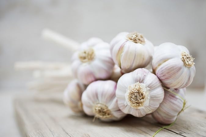 Garlic Seeds – Heirloom, Non-GMO, High Germination Organic Garden Seeds Planting