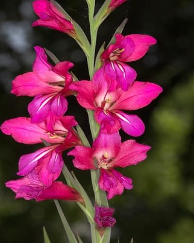 Pink Gladiolus Illyricus Flower Seeds – Heirloom, Non-GMO High Germination Seeds for Planting | Organic Garden Seeds