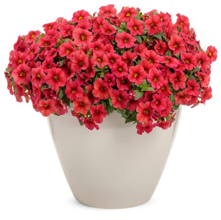 redcalibrachoaflowerheirloomnongmo flower seeds