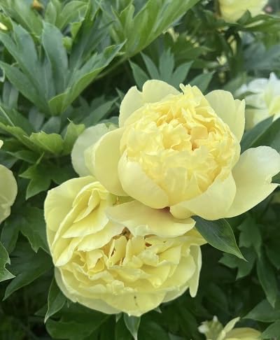 Peony Flower Seeds – Heirloom, Non-GMO, High Germination Organic Garden Seeds for Planting
