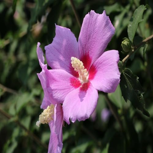 Purple Hibiscus Flower Seeds Heirloom Non-GMO High Germination Organic Garden Seeds for Planting