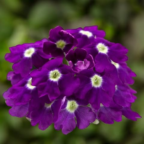 Violet Verbena Flower Seeds – Heirloom Non-GMO High Germination Organic Garden Seeds for Planting