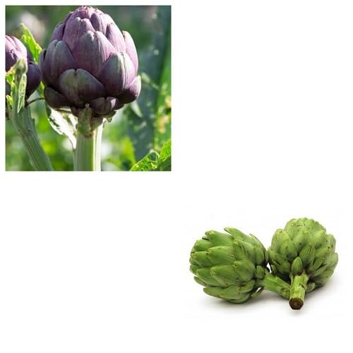 Mixed Artichoke Seeds – Heirloom, Non-GMO, High Germination Organic Garden Seeds Planting