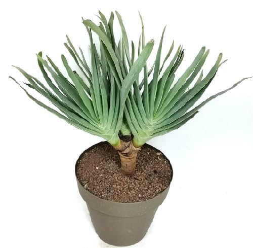 green aloe plicatilis heirloom non-gmo seeds