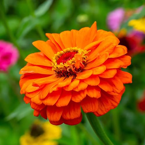 Orange Zinnia Flower Seeds – Heirloom, Non-GMO, High Germination Organic Garden Seeds for Planting