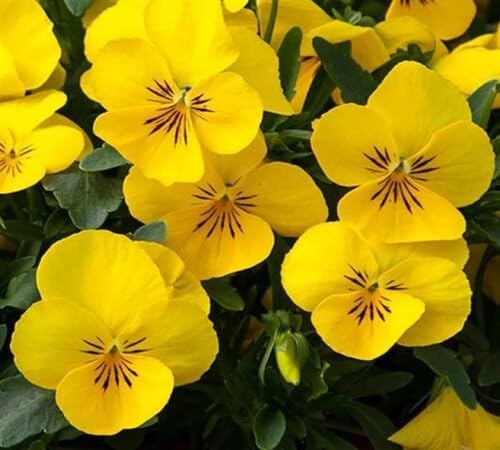 Yellow Pansy Flower Seeds – Heirloom, Non-GMO, High Germination Seeds