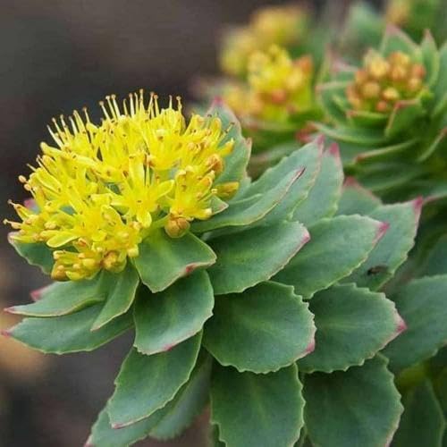 Yellow Rhodiola Rosea Flower Seeds Heirloom Non-GMO High Germination Organic Garden Seeds for Planting