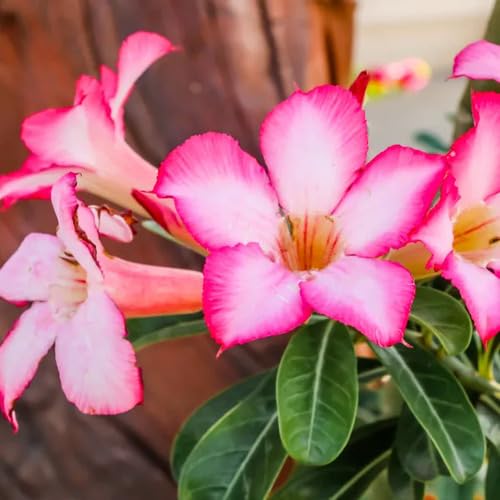 Pink Adenium Obesum Flower Seeds for Planting – Heirloom, Non-GMO, High Germination Organic Garden Seeds