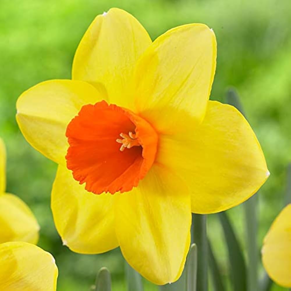 yellow univalve flower seeds
