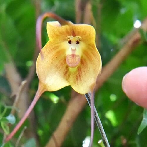Monkey Face Orchid Plant Seeds Yellow – Heirloom, Non-GMO, High Germination Seeds