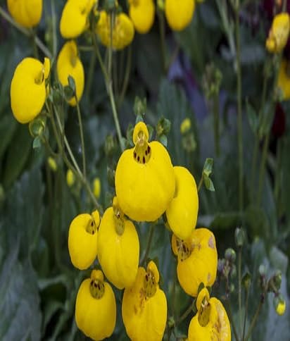 Yellow Calceolaria Flower Seeds – Heirloom Non-GMO High Germination Organic Garden Seeds