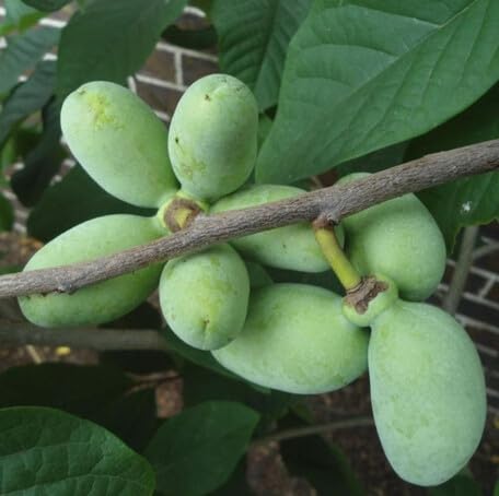 Grüne Papaya-Samen – Alte Sorte, gentechnikfrei, hohe Keimfähigkeit, Bio-Gartensamen