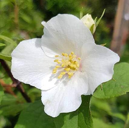 Weiße Bauernjasmin-Blumensamen – Heirloom, gentechnikfrei, keimstarke Bio-Gartensamen zum Pflanzen