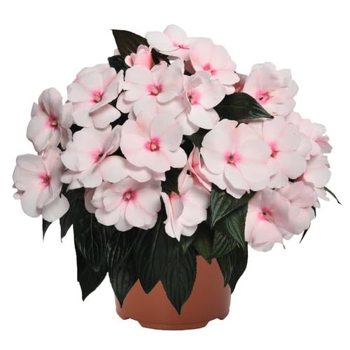 White Pink Impatiens Flower Seeds Heirloom Non-GMO High Germination Organic Garden Seeds for Planting