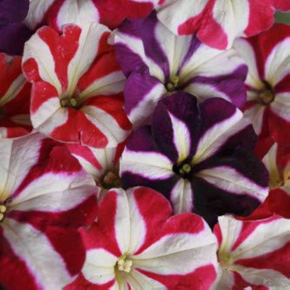 hanging petunia flower seeds