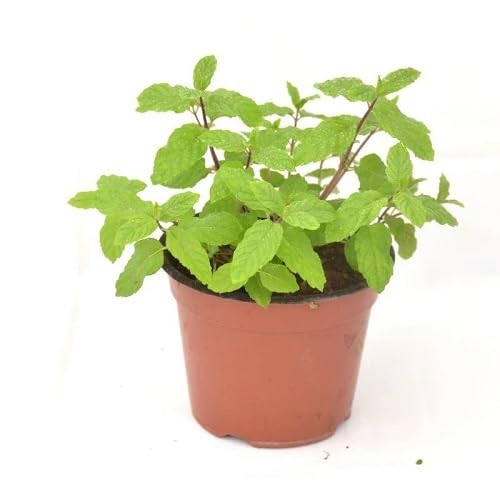 Semillas de menta, reliquia, no modificadas genéticamente, de alta germinación, semillas de jardín orgánicas para plantar