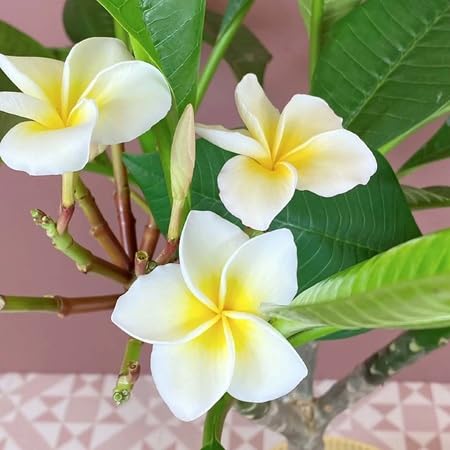Plumeria Flower Seeds – Heirloom, Non-GMO, High Germination Organic Garden Seeds for Planting Seeds for Planting