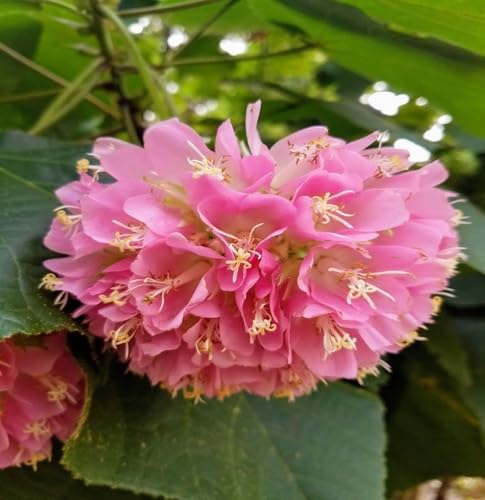 Dombeya Flower Seeds – Heirloom, Non-GMO, High Germination Organic Garden Seeds for Planting