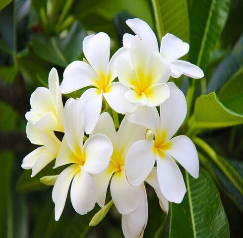 White Yellow Gardenia Flower Seeds Heirloom Non-GMO High Germination Organic Garden Seeds for Planting