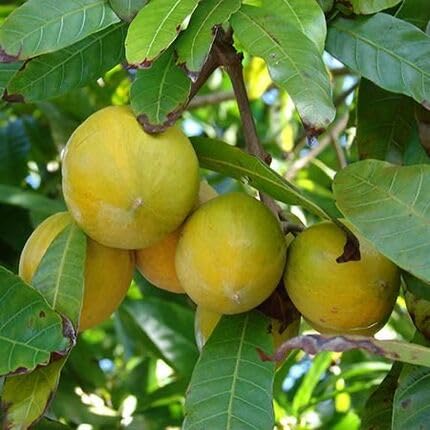 Yellow Abiu Seeds for Planting Heirloom Non-GMO High Germination Organic Garden Seeds