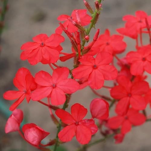 Plumbago Flower Seeds Red – Heirloom, Non-GMO, High Germination Organic Garden Seeds for Planting Seeds for Planting